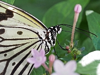 Schmetterling 16  Schmetterlinge - Botanischer Garten Muenchen