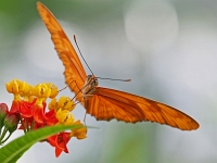 Schmetterling 22  Schmetterlinge - Botanischer Garten Muenchen