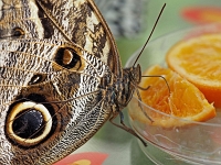 Schmetterling 25  Schmetterlinge - Botanischer Garten Muenchen