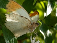 Schmetterling 28  Schmetterlinge - Botanischer Garten Muenchen