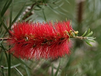 Andalusien Nerja 29 1  Andalusien_2007