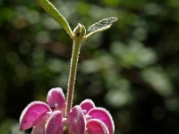 Andalusien Wandern 26 1  Andalusien_2007