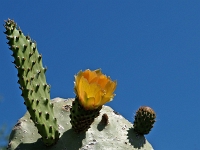 Andalusien Wandern 29 1  Andalusien_2007