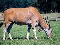 England 1996  unterwegs : England Juli 1996