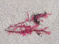 Helgoland im Juli 2022  Strandgut : Helgoland, 2022, Nordsee