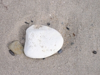 Helgoland im Juli 2022  Strandgut : Helgoland, 2022, Nordsee