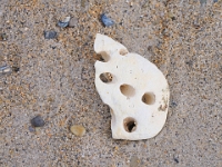 Helgoland im Juli 2022  Strandgut : Helgoland, 2022, Nordsee