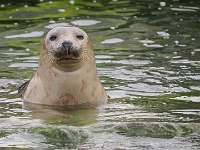 Helgoland im Juli 2022  Robben : Helgoland, 2022, Nordsee