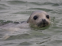 Helgoland im Juli 2022  Robben : Helgoland, 2022, Nordsee
