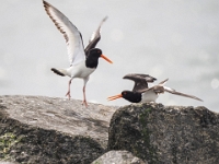 Helgoland im Juli 2022  Streit : Helgoland, 2022, Nordsee