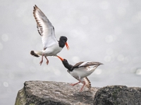 Helgoland im Juli 2022  Streit : Helgoland, 2022, Nordsee