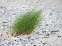 Helgoland im Juli 2022  am Strand : Helgoland, 2022, Nordsee