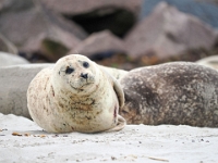 Helgoland im Juli 2022  Robben : Helgoland, 2022, Nordsee