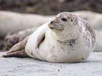 Helgoland im Juli 2022  Robben : Helgoland, 2022, Nordsee