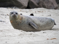 Helgoland im Juli 2022  Robben : Helgoland, 2022, Nordsee