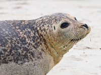 Helgoland im Juli 2022  Robben : Helgoland, 2022, Nordsee