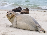 Helgoland im Juli 2022  Robben : Helgoland, 2022, Nordsee