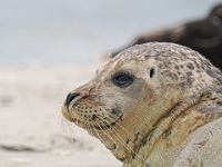Helgoland im Juli 2022  Robben : Helgoland, 2022, Nordsee