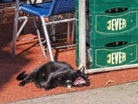 Helgoland im Juli 2022  im Unterland : Helgoland, 2022, Nordsee