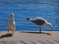 Helgoland im Juli 2022  im Unterland : Helgoland, 2022, Nordsee