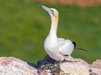 Helgoland im Juli 2022  Rundgang Oberland : Helgoland, 2022, Nordsee
