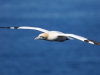 Helgoland im Juli 2022  Rundgang Oberland : Helgoland, 2022, Nordsee