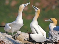 Helgoland im Juli 2022  Rundgang Oberland : Helgoland, 2022, Nordsee