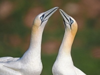 Helgoland im Juli 2022  Rundgang Oberland : Helgoland, 2022, Nordsee