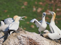 Helgoland im Juli 2022  Rundgang Oberland : Helgoland, 2022, Nordsee