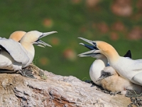 Helgoland im Juli 2022  Rundgang Oberland : Helgoland, 2022, Nordsee