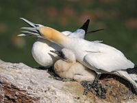 Helgoland im Juli 2022  Rundgang Oberland : Helgoland, 2022, Nordsee