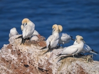 Helgoland im Juli 2022  Rundgang Oberland : Helgoland, 2022, Nordsee