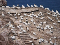 Helgoland im Juli 2022  Rundgang Oberland : Helgoland, 2022, Nordsee