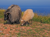 Helgoland im Juli 2022  Rundgang Oberland : Helgoland, 2022, Nordsee