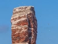 Helgoland im Juli 2022  Rundfahrt um die Insel im Börtrboot : Helgoland, 2022, Nordsee