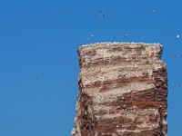 Helgoland im Juli 2022  Rundfahrt um die Insel im Börtrboot : Helgoland, 2022, Nordsee