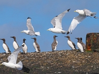 Helgoland im Juli 2022  Rundfahrt um die Insel im Börtrboot : Helgoland, 2022, Nordsee