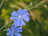 Helgoland im Juli 2022  Rundgang Oberland : Helgoland, 2022, Nordsee
