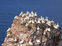 Helgoland im Juli 2022  Rundgang Oberland : Helgoland, 2022, Nordsee