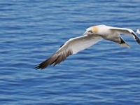 Helgoland im Juli 2022  Rundgang Oberland : Helgoland, 2022, Nordsee