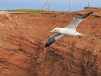 Helgoland im Juli 2022  Rundgang Oberland : Helgoland, 2022, Nordsee