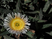 p5225181 f 1  Israel_2017 / Cesarea : ISR, Israel