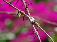 p5225217 f 1  Israel_2017 / Haifa - Bahai Gaerten : ISR, Israel