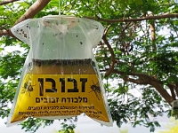 P5235324 f 1  Israel_2017 / Ort der Bergpredigt - Fliegenfalle : ISR, Israel