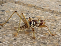 p5235327 f 1  Israel_2017 / Ort der Bergpredigt : ISR, Israel