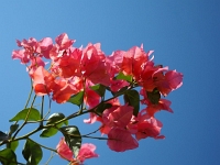 p5240235 f 1  Israel_2017 : ISR, Israel