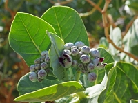 p5240236 f 1  Israel_2017 : ISR, Israel