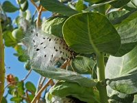 p5240238 f 1  Israel_2017 : ISR, Israel