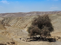 p5246400 f 1  Israel_2017 / Jordantal : Palestinian Territory, PSE