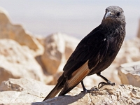 p5256455 f 1  Israel_2017 / Festung Massada